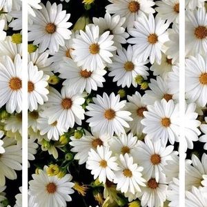 Meet your Posher, Alissa